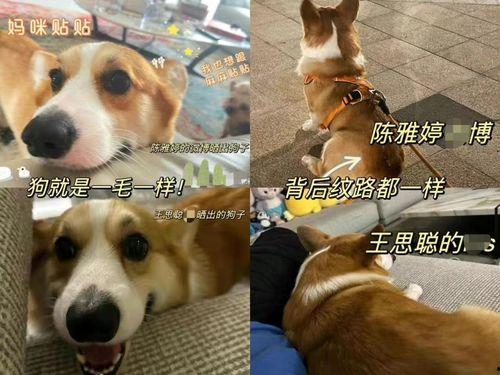 狗崽直播爆料汪小菲视频,独家爆料引热议